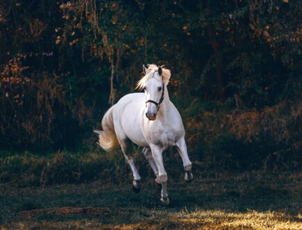 comment dresser un cheval