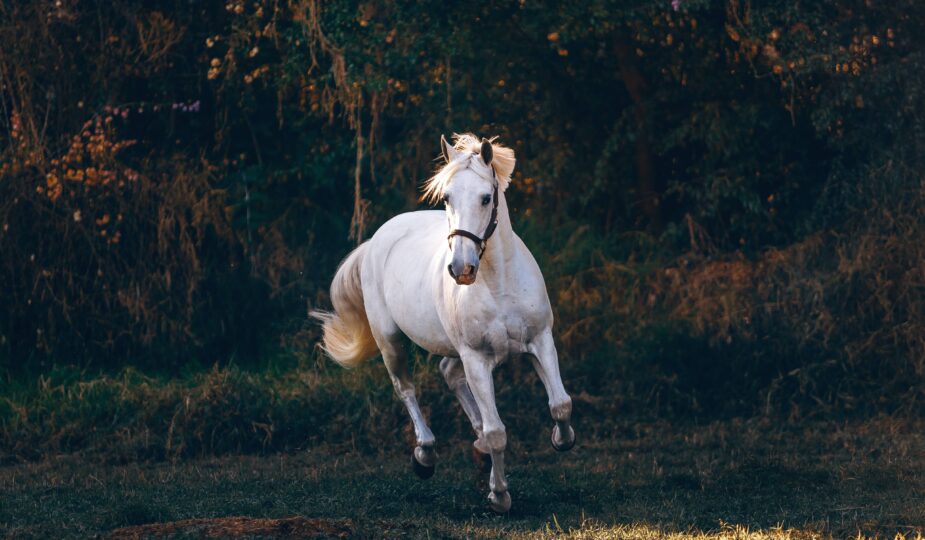 comment dresser un cheval