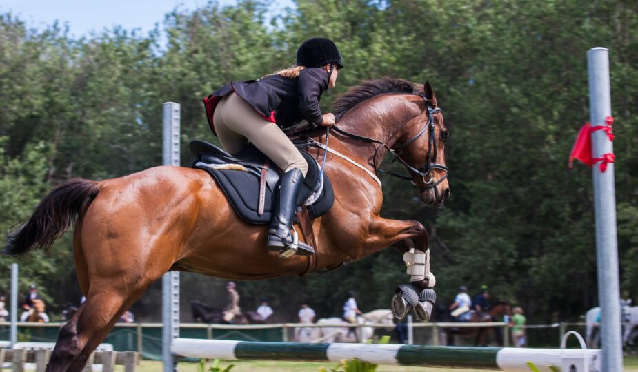 comment dresser un cheval