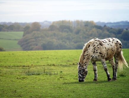 comment soigner une plaie de cheval