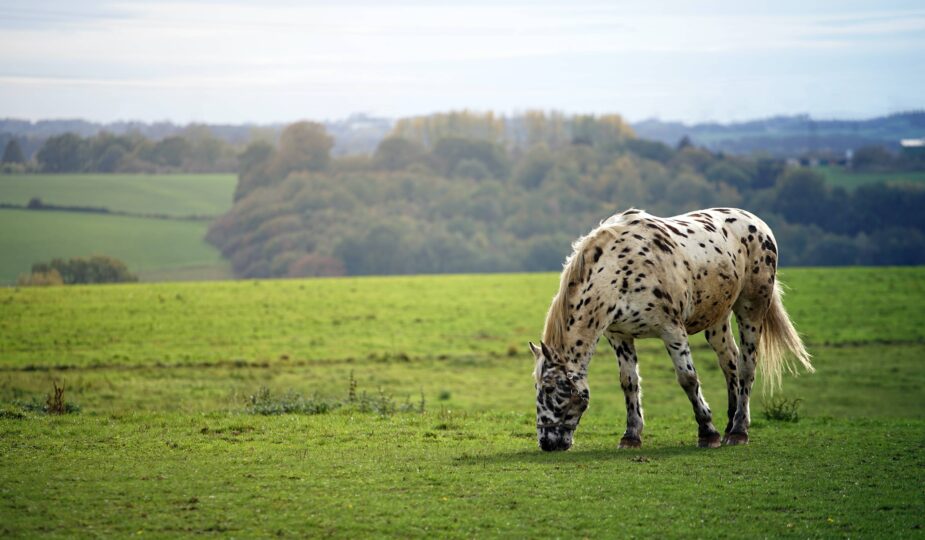 comment soigner une plaie de cheval