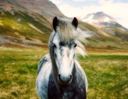 Quelles sont les différentes parties du corps d'un cheval